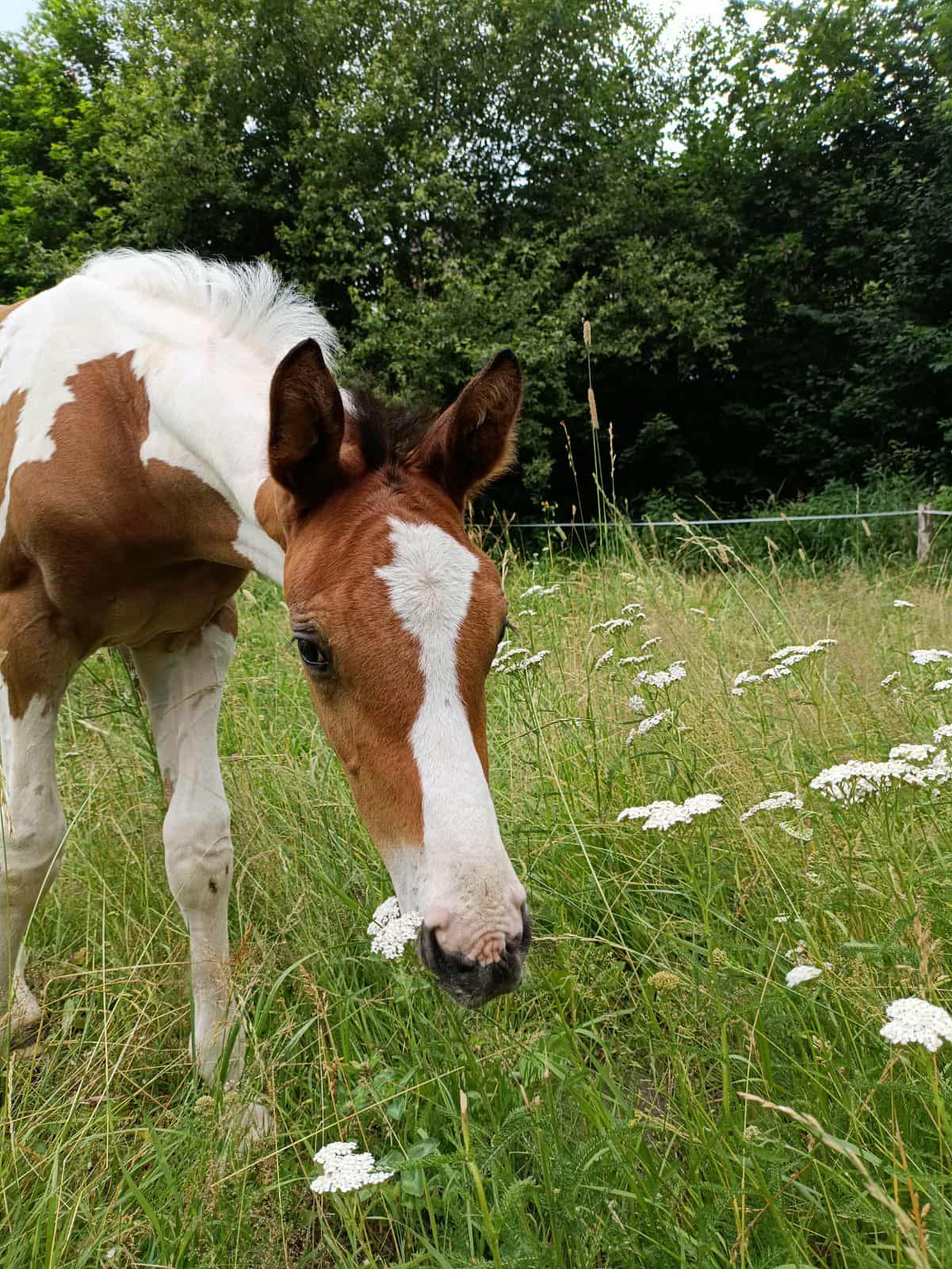 Messenger_creation_001BCFE0-E299-4CB3-9B3F-9C7362F0F173