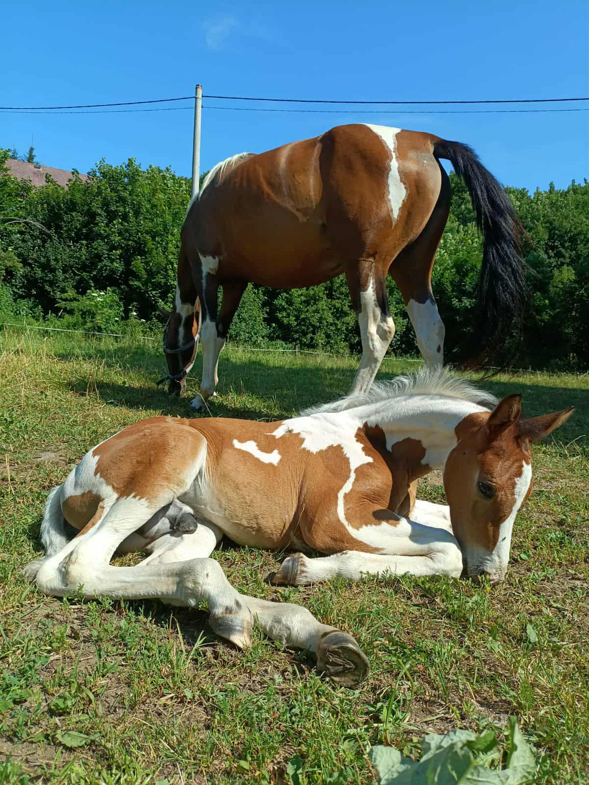 Messenger_creation_4395B9AC-ADAF-44F1-A01F-654B8C6F8DD4