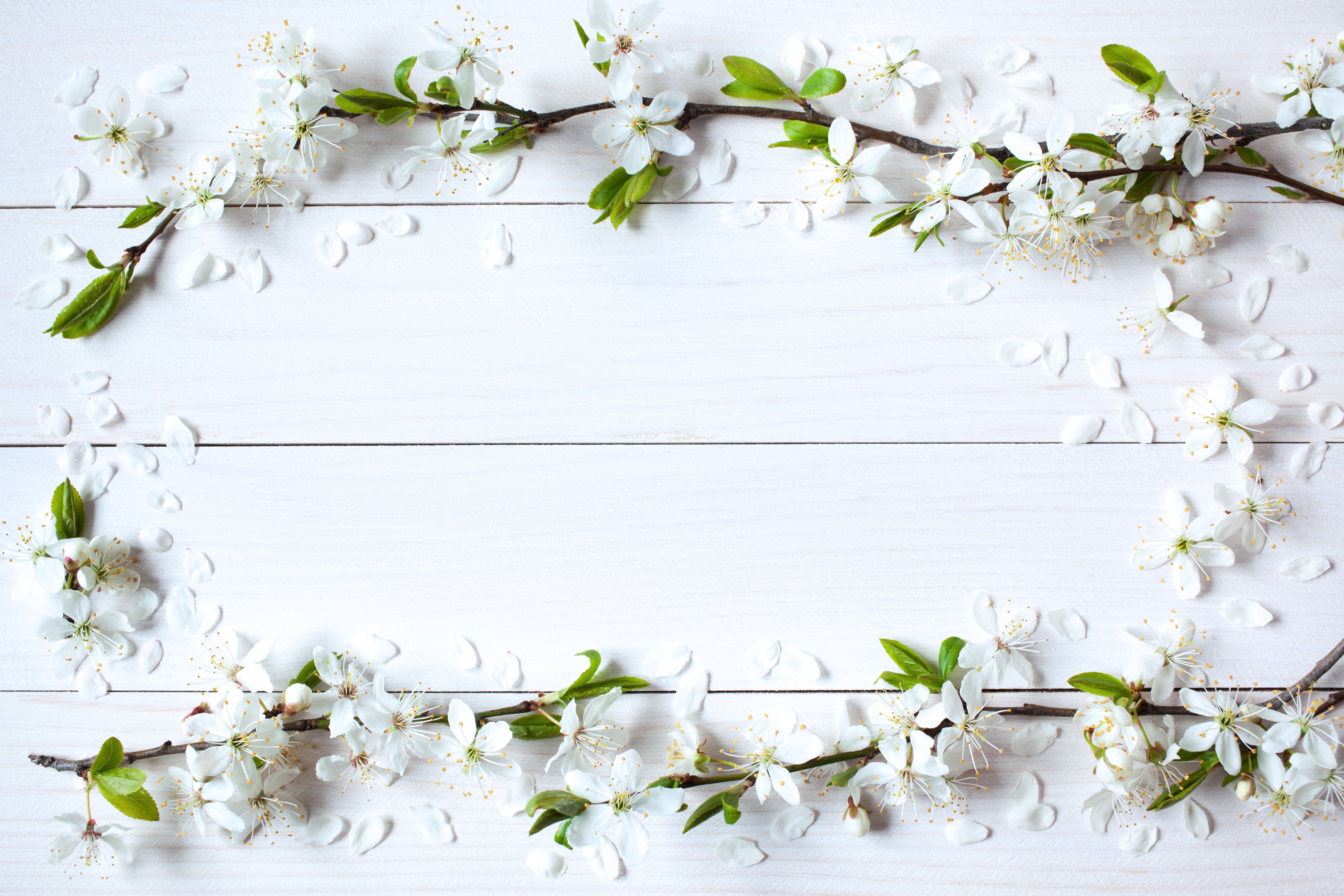 vesna-wood-blossom-frame-spring-flowers-iablonia-tsvety-fon